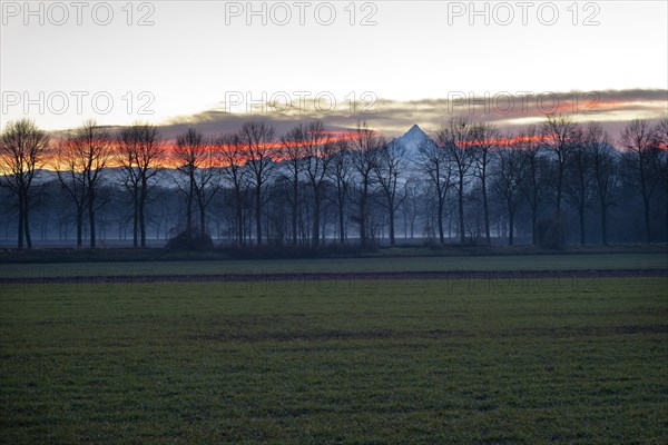 Fields with rows of trees in front of Monte Viso or Monviso