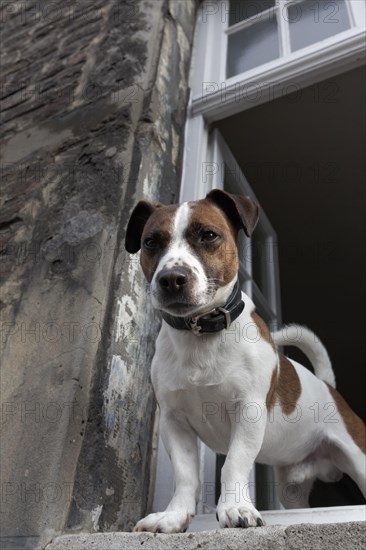 Jack Russell terrier looking out of an open window