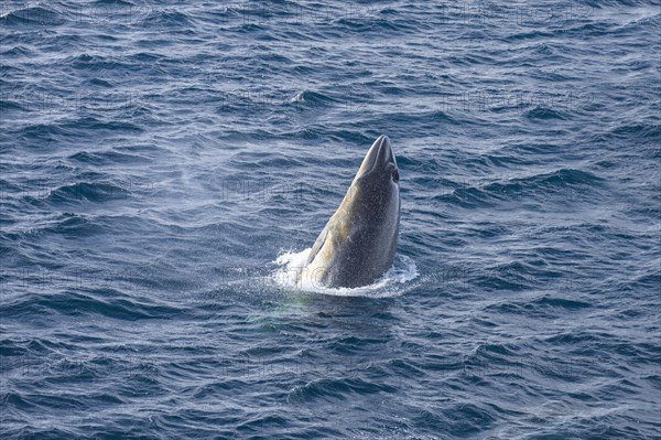 Antarctic minke whale or southern minke whale (Balaenoptera bonaerensis)