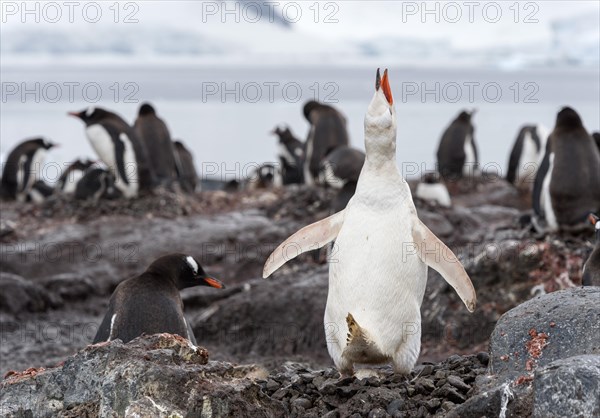Gentoo Penguin (Pygoscelis papua)