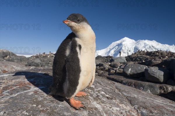 Gentoo Penguin (Pygoscelis papua)