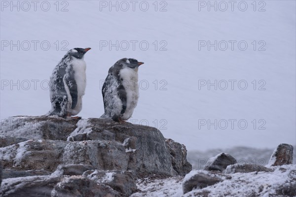 Gentoo Penguins (Pygoscelis papua)