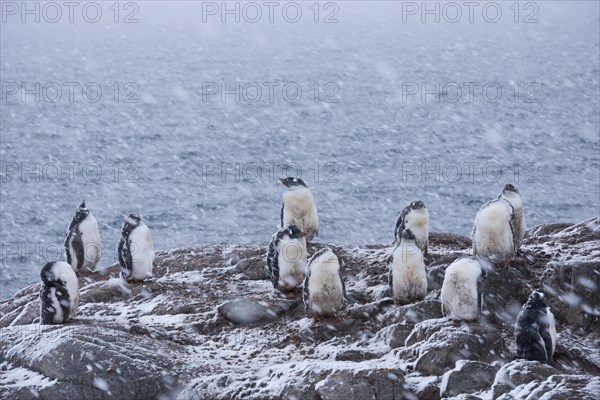 Gentoo Penguins (Pygoscelis papua)