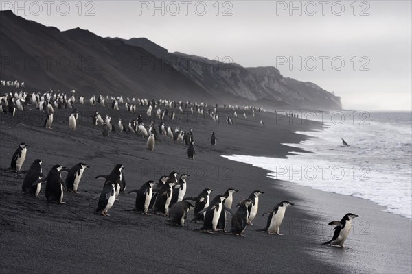 Chinstrap Penguins (Pygoscelis antarctica) on a lava beach