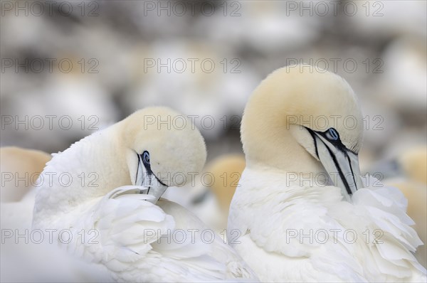 Northern Gannets (Morus bassanus) preening