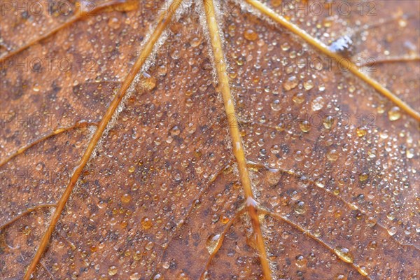 Autumn leaf with dew drops