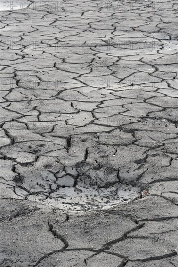 Cracked bed of a drained carp pond in autumn