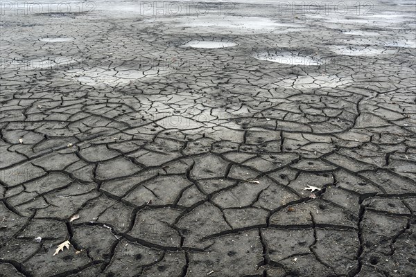 Cracked bed of a drained carp pond in autumn