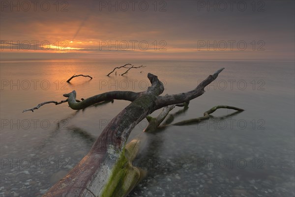 Broken tree stump in the water