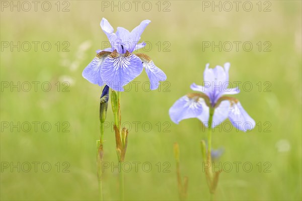 Siberian Iris (Iris sibirica) on a wet meadow