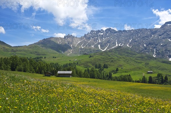 Blooming alpine meadows looking towards the Denti di Terrarossa mountains