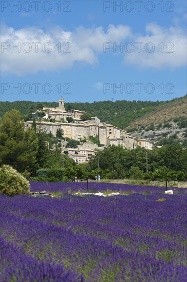 View over a lavender field towards the village