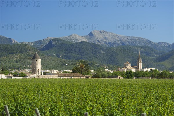 Vineyards and a windmill in front of the Serra de Tramuntana mountains