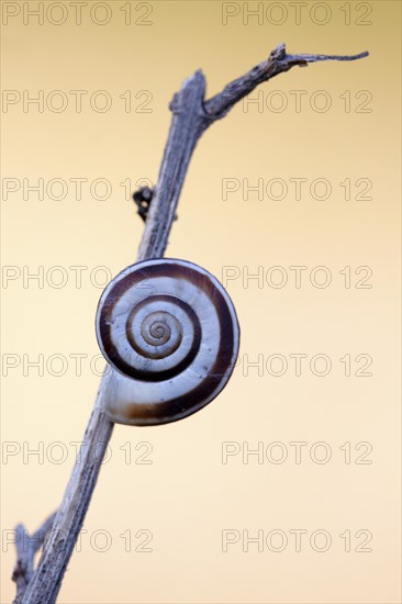 Snail