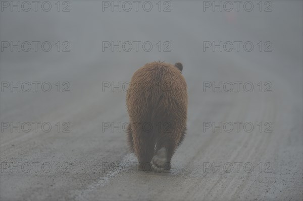 Grizzly Bear (Ursus arctos horribilis) trotting along a path