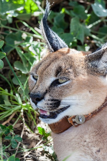 Caracal or Desert Lynx (Caracal caracal) with a radio collar