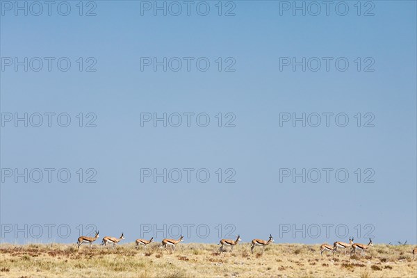 Springbok (Antidorcas marsupialis)