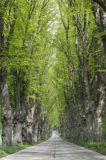 Avenue lined with lime trees