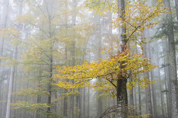 Fog in an autumnal European Beech or Common Beech forest (Fagus sylvatica)