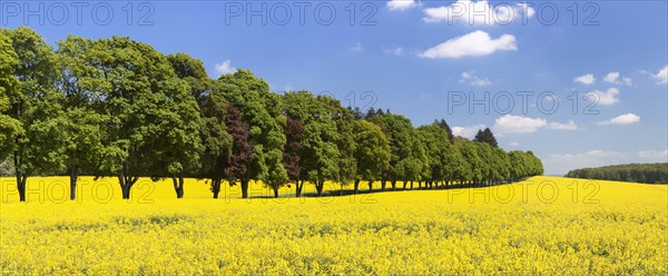 Tree avenue and rape field in spring