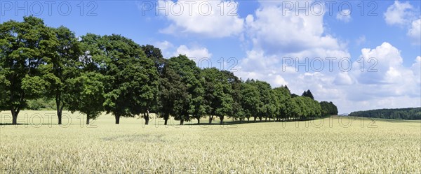 Tree avenue in summer