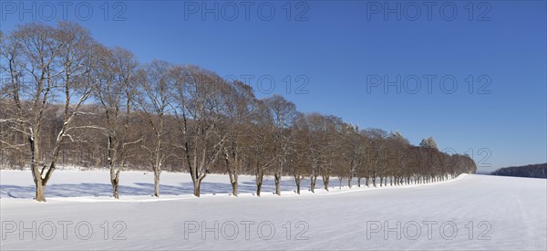 Tree avenue in winter