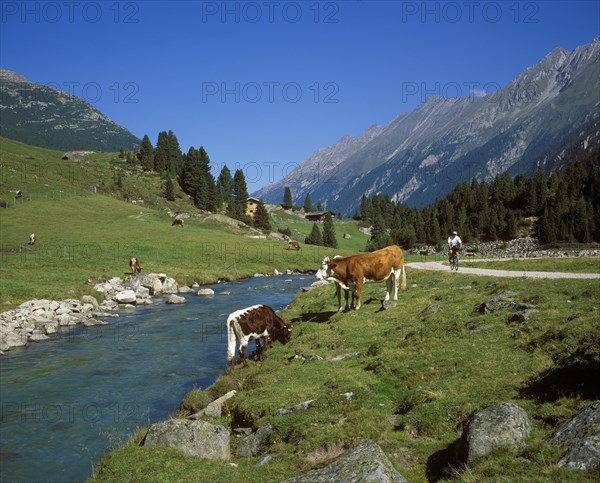 Cows on an alpine pasture