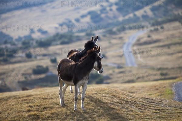 Donkeys (Equus asinus asinus) on a mountain pasture in the valley Val Federia