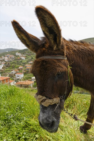 Donkey
