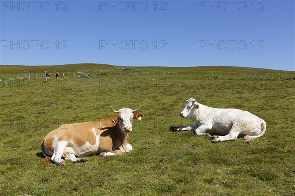 Cows on Almgrund