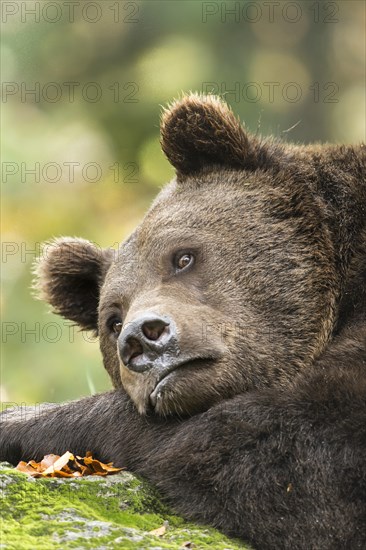 Brown Bear (Ursus arctos)