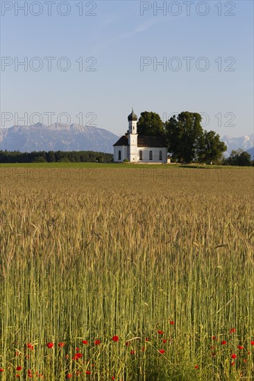 Field of grain and poppies in front of the Church of St. Andra and the Alps