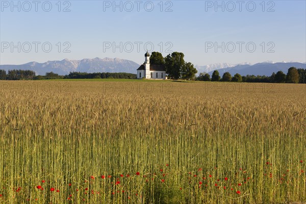 Field of grain and poppies in front of the Church of St. Andra and the Alps