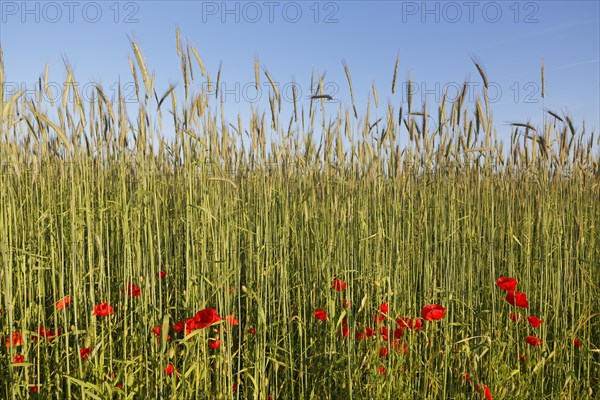 Corn field and Poppies (Papaver rhoeas)