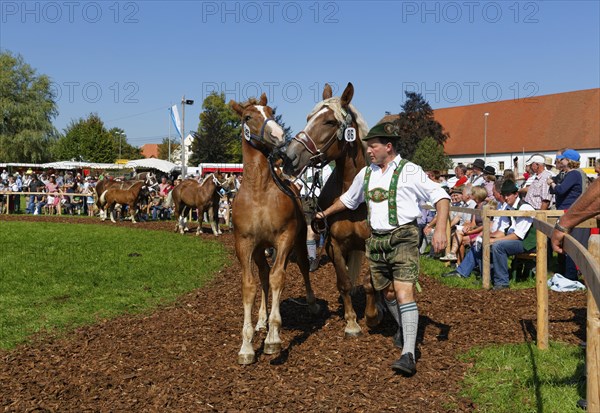 Heavy horse foal market