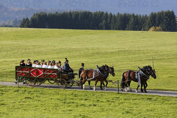 Team of horses
