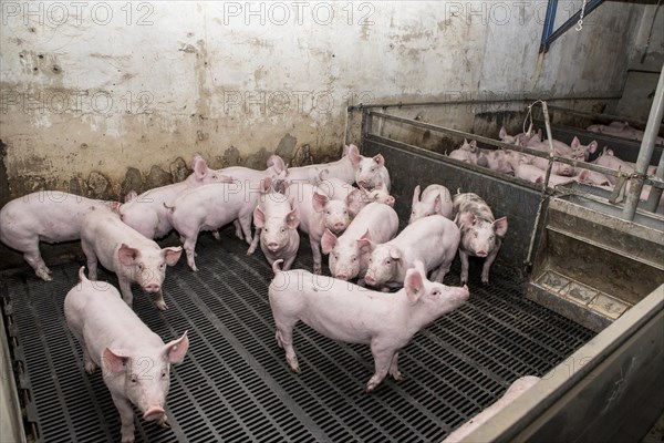 Piglets in a feedlot