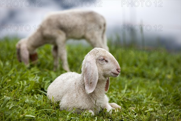 Lambs