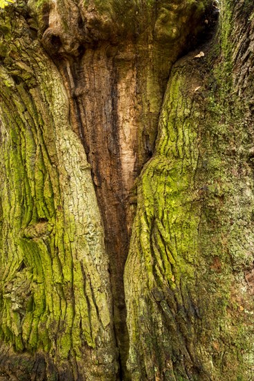 Bark detail