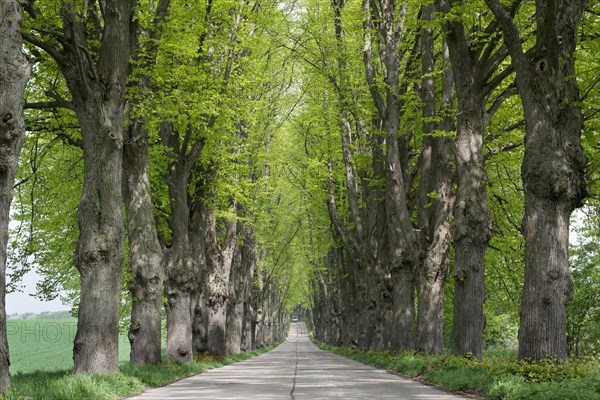 Avenue lined with lime trees