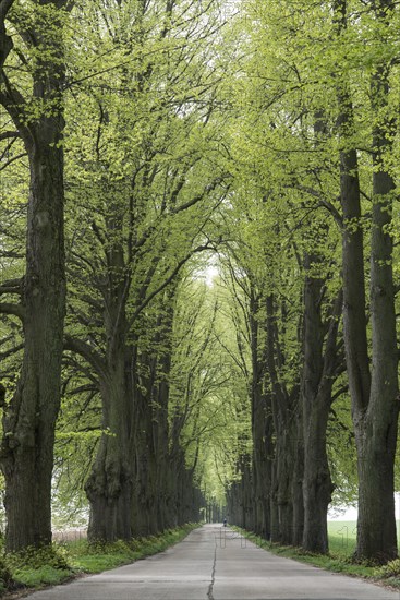Avenue lined with lime trees