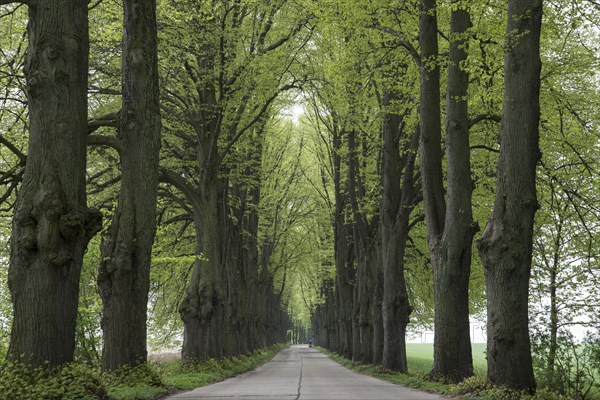 Avenue lined with lime trees