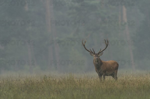 Red Deer (Cervus elaphus)