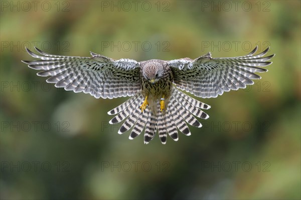 Common Kestrel (Falco tinnunculus)