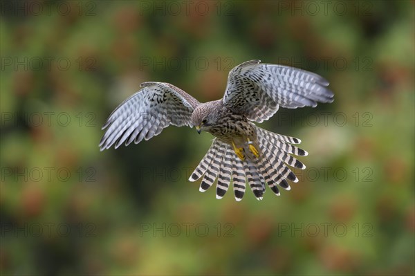 Common Kestrel (Falco tinnunculus)