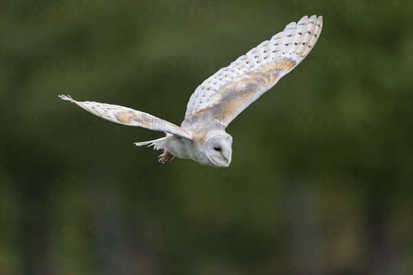 Barn Owl (Tyto alba) in flight