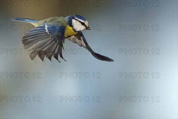 Blue Tit (Cyanistes caeruleus
