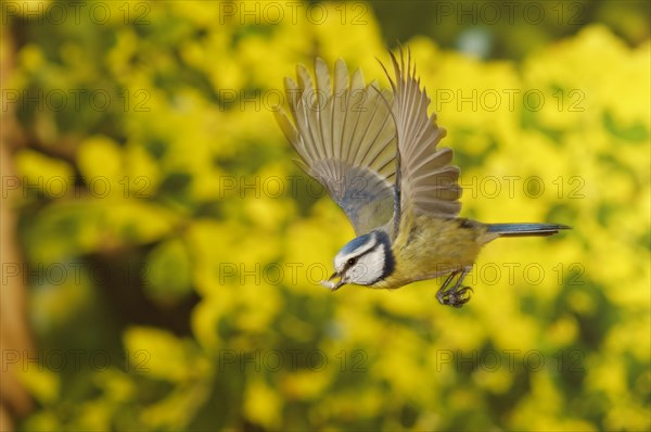 Blue Tit (Cyanistes caeruleus