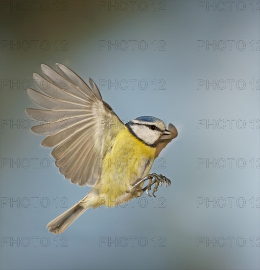 Blue Tit (Cyanistes caeruleus