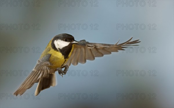 Great Tit (Parus major) in flight